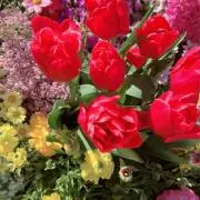 花の画像