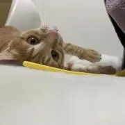 りーちゃんの画像