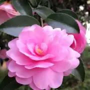 英子