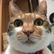 さすけざグレートの画像