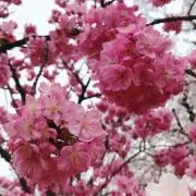 たまきの画像