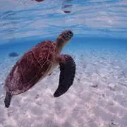 shaka spiritの画像