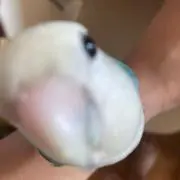 えびでいの画像