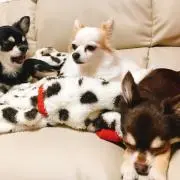 cocoa