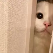 こんにちは