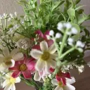 レーズン♪の画像