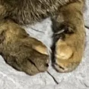 あきの画像