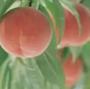 ももの画像
