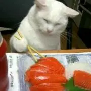 うたこの画像