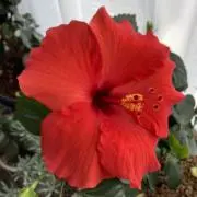 のこのこ