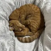 りんの画像