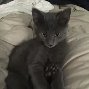 來嚶の画像