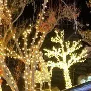 ゆぱの画像