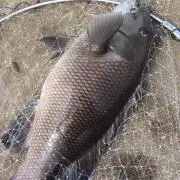nattuの画像