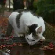 かつぴこ
