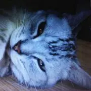 たぁむの画像