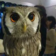 なつ