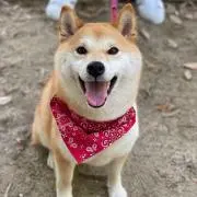 ayaの画像