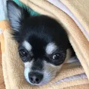 よしの画像