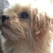 ホワイトの画像