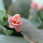 nicoの画像