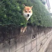 Tomoの画像
