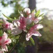凛