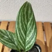 ボブの画像