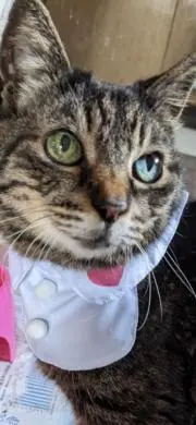 マグノ/プロフ確認の上ご購入お願いしますの画像