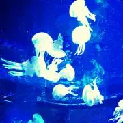 rara☆【即購入可】の画像