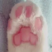 まめきち