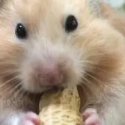 しん