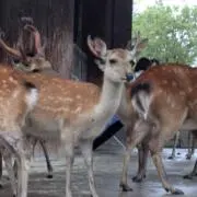 shin.oの画像