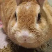 ちゃむの画像