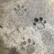 マサルの画像
