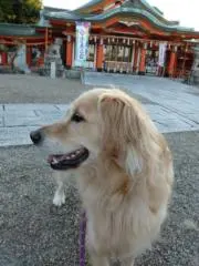みみたんの画像