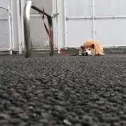 アキ