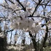 ミ☆の画像