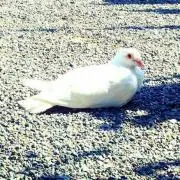 えびはらの画像