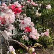 rengoの画像