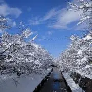 チェブの画像