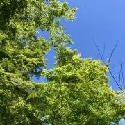 aikoの画像