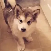 こた☆の画像