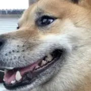 柴田の画像