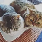 ミア