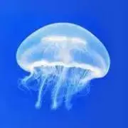 くらげの画像
