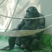 ぼす