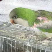 とどくまの画像