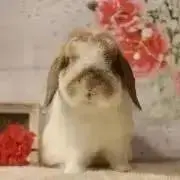MIMAの画像