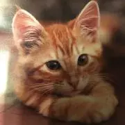 Ankunの画像